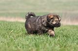 DOGUE DU TIBET 274
